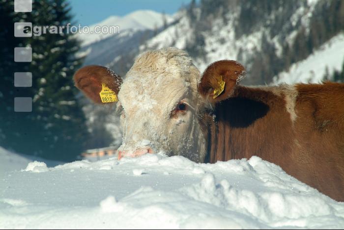 Fleckvieh Schnee 23