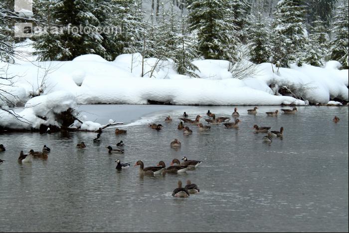 Enten 2