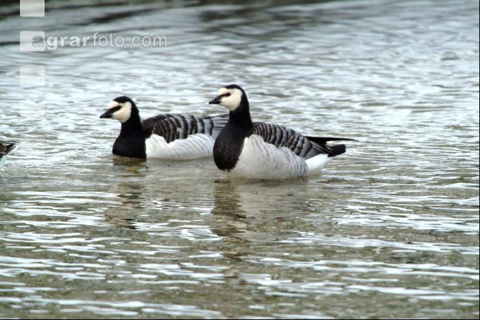 Enten 4