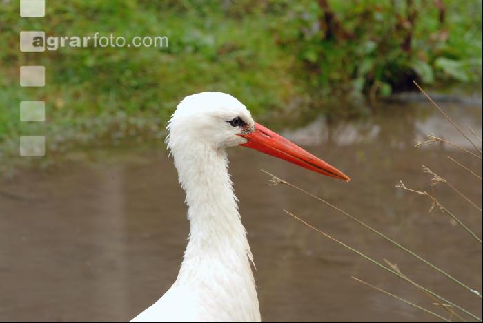 Weißstorch 4