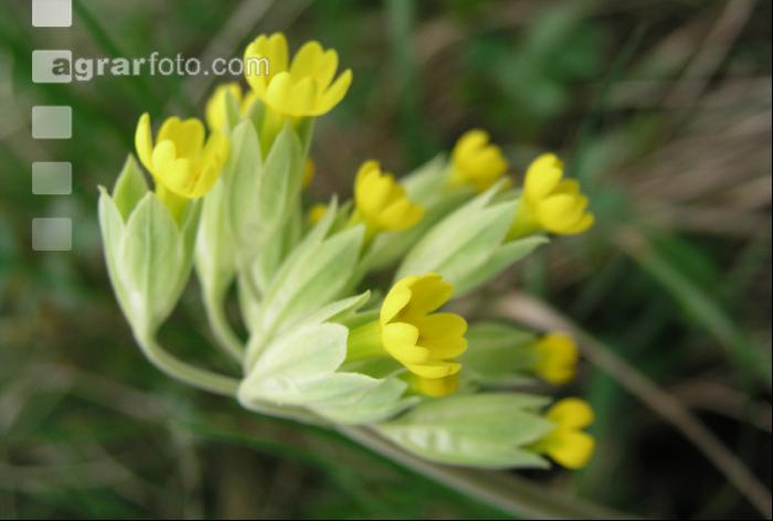 Echte Schlüsselblume1