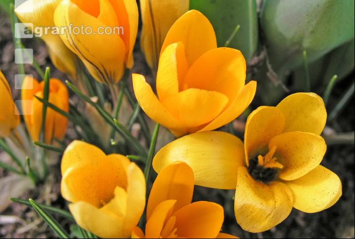 Krokus 3