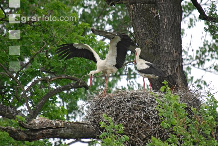 Störche 3