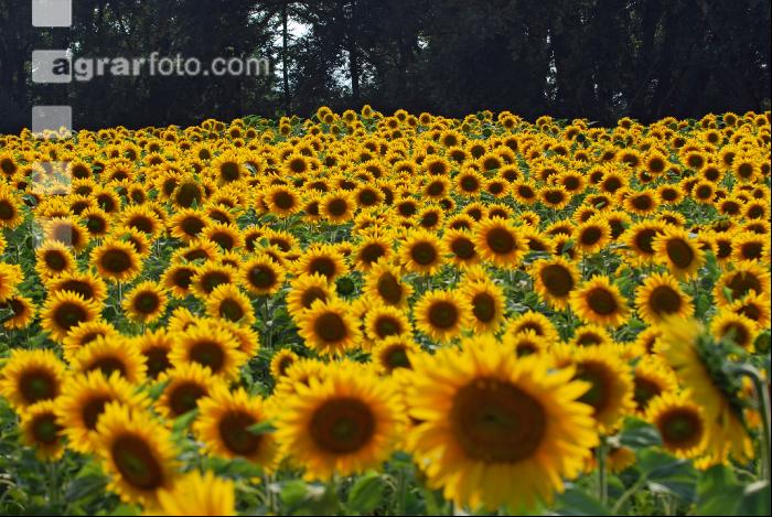 Sonnenblume Blüte 8