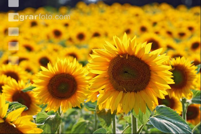 Sonnenblume Blüte 6