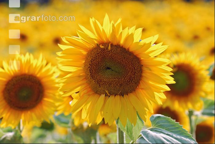 Sonnenblume Blüte 5