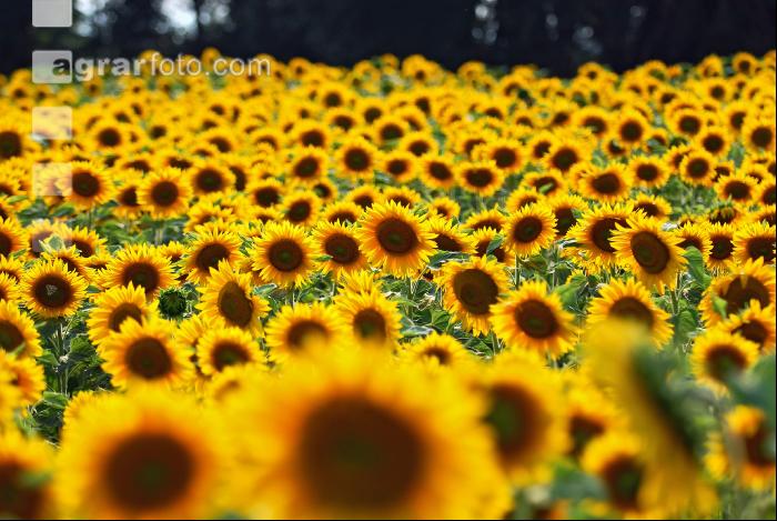 Sonnenblume Blüte 3