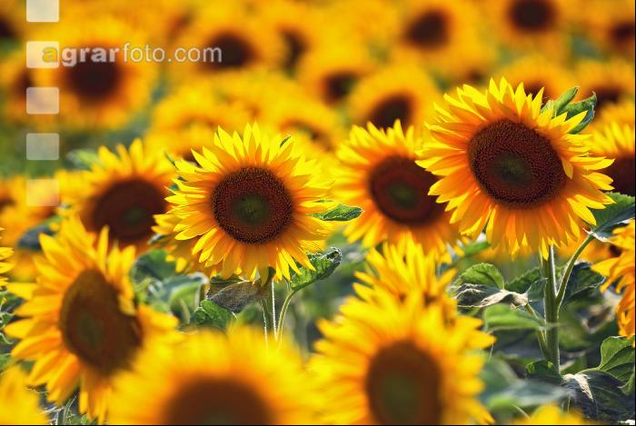 Sonnenblume Blüte 2