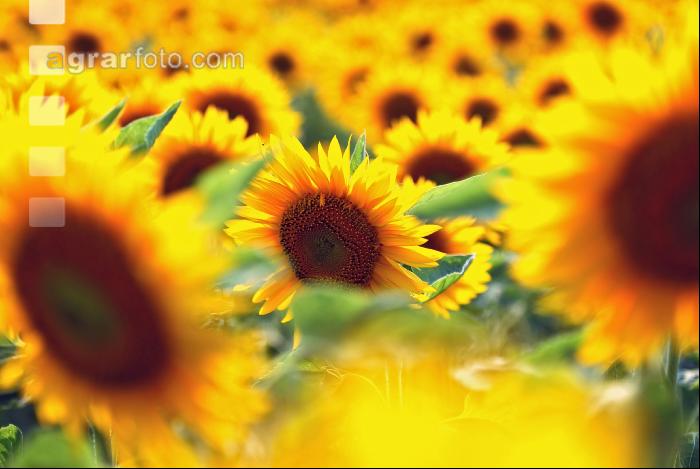 Sonnenblume Blüte 1