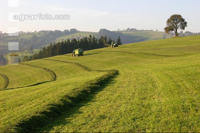 Silieren Krone 8
