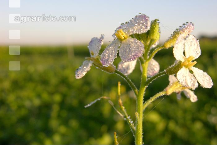 Ölrettich Blüte 4