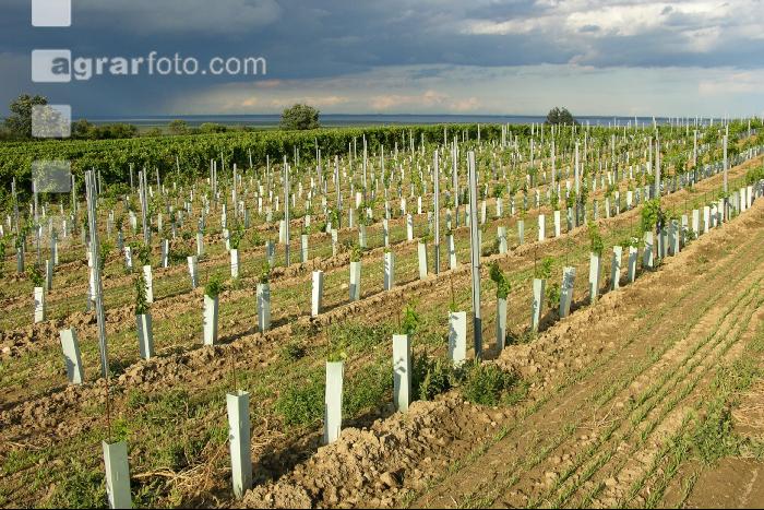 Wein Junganlage 9