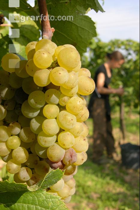 Weinlesen 11
