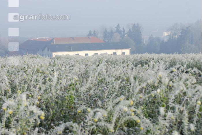 Rauhreif Gründecke 1