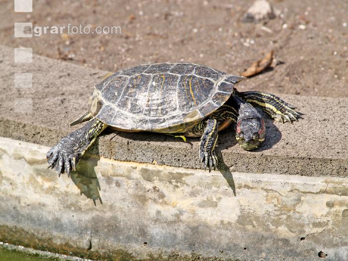 Rotwangenschildkröte