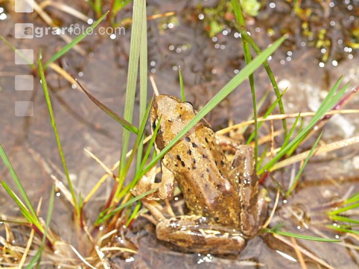 Grasfrosch 1