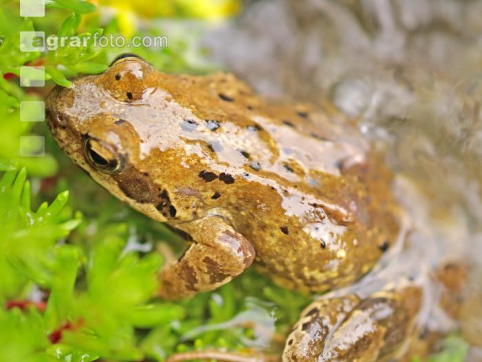 Grasfrosch 2