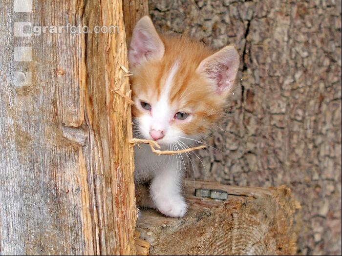Spielende Katzen 1