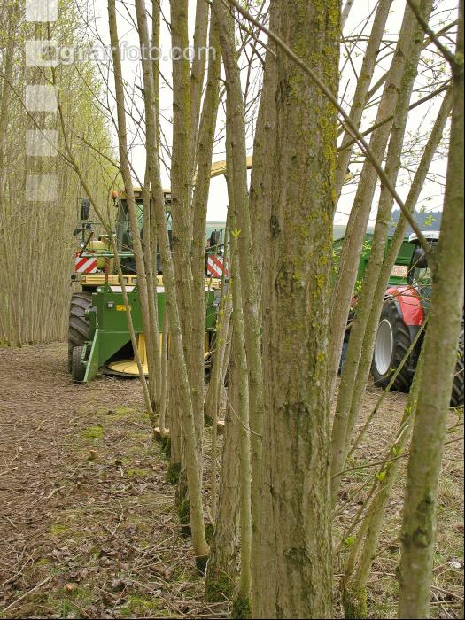 Energieholz Ernte 6