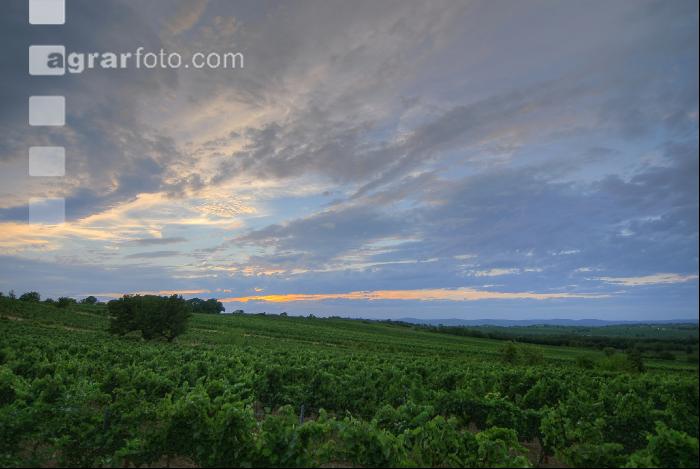 Weinberg Abendlicht
