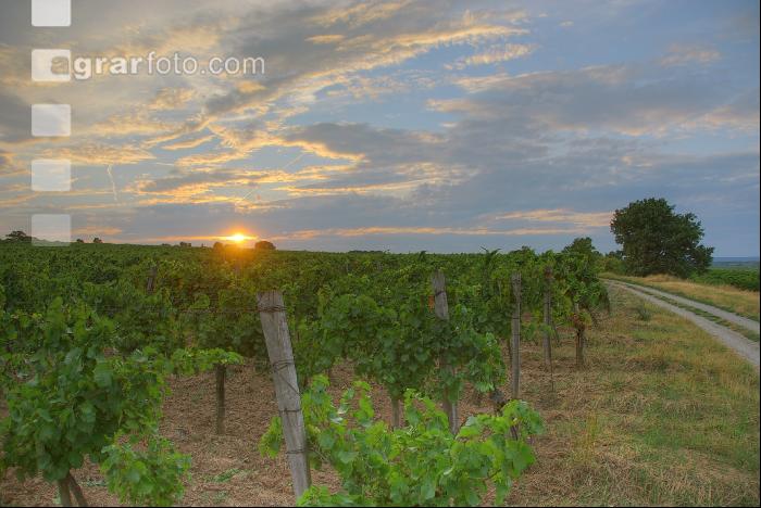 SoUntergang Wein 