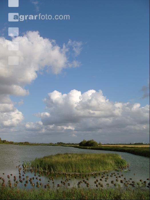Stockenten 3