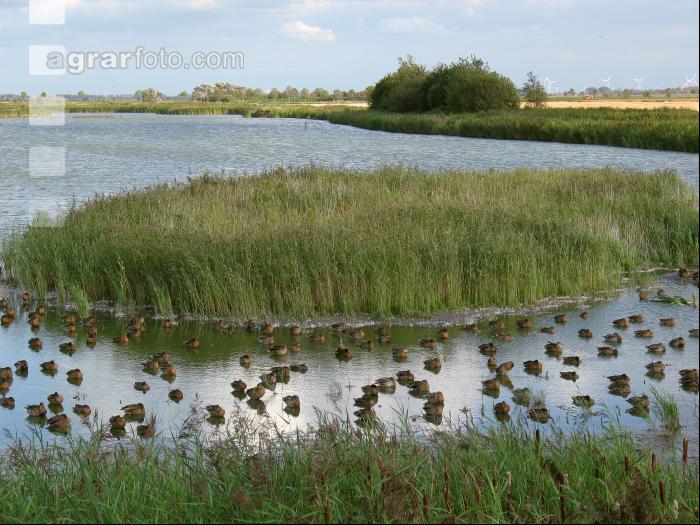 Stockenten 1