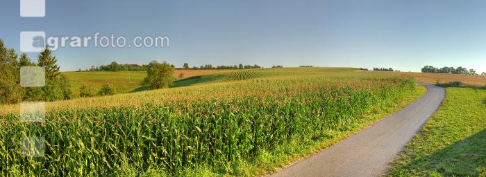 Mais Panorama 1