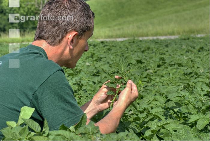 Kartoffelkäfer untersuchen 5