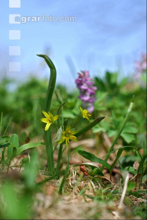 Frühlingswiese 3