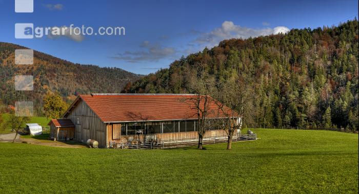 Rinderstall Panorma 2
