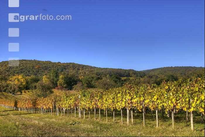 Weingarten Herbst 6