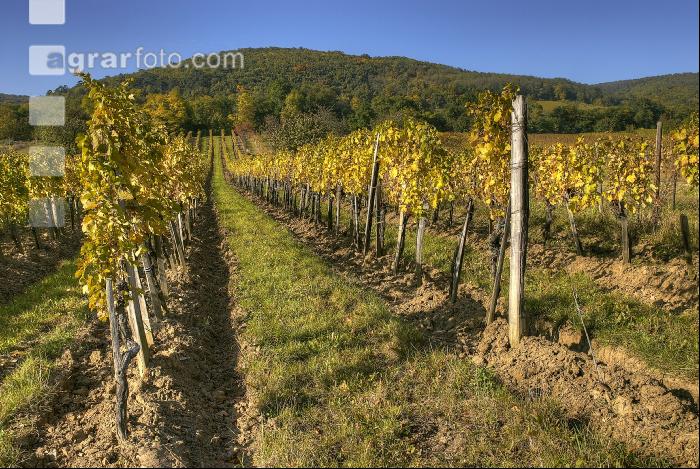Weingarten Herbst 10