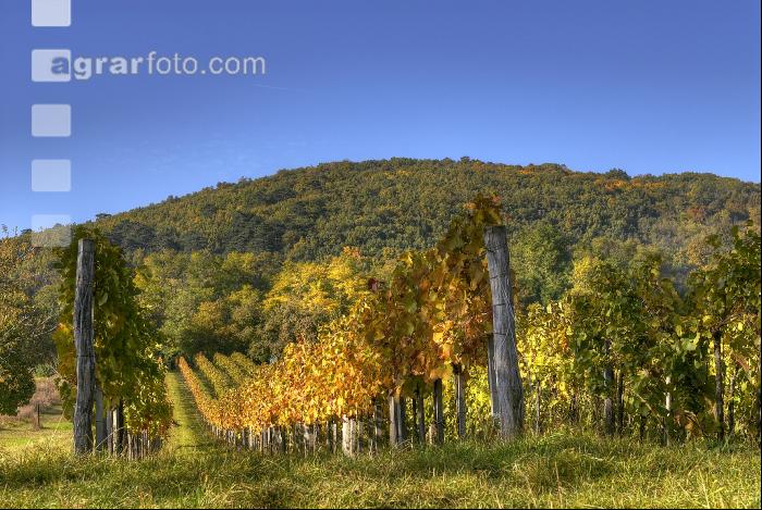 Weingarten Herbst 5