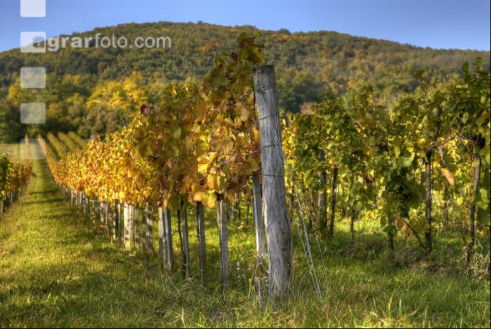 Weingarten Herbst 3