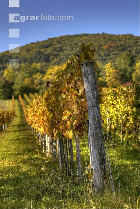 Weingarten Herbst 2