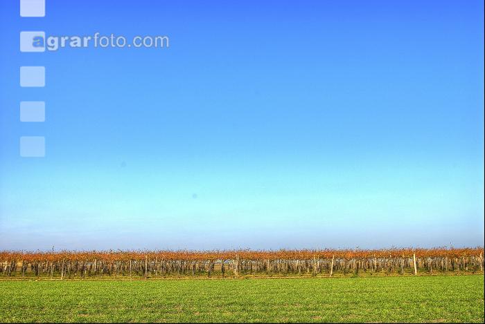 Weingarten Herbst 4