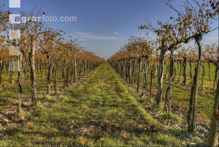 Weingarten Herbst 9
