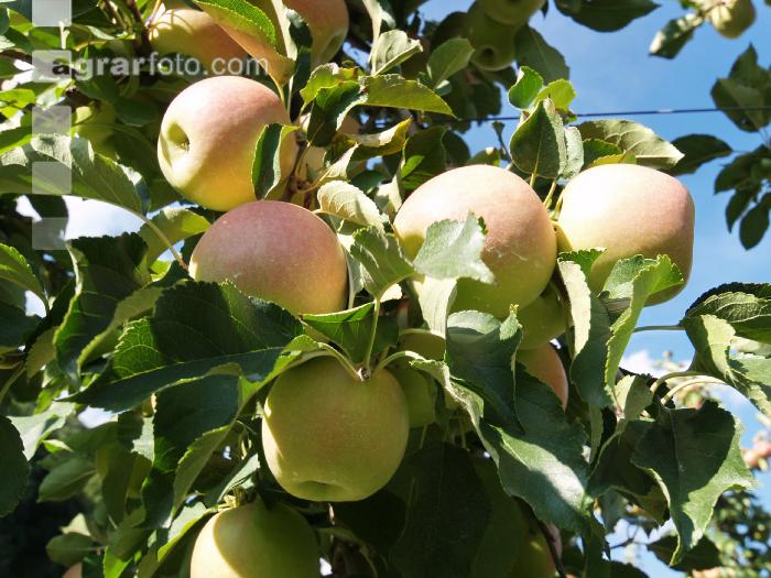 Jonagold Apfel 1