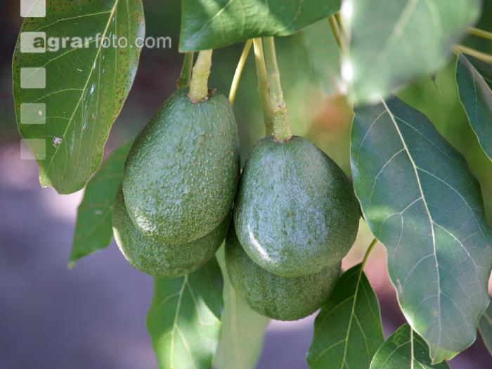 Avocado 3