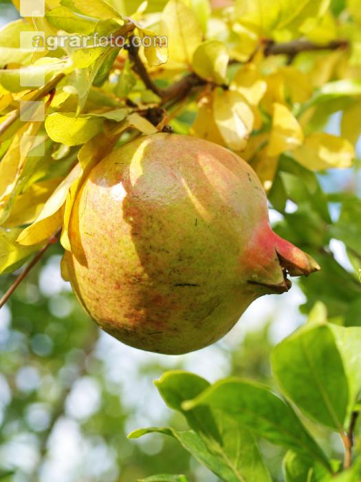 Granatapfel 1
