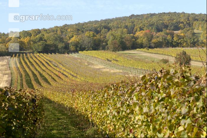 Weingarten Herbst 22
