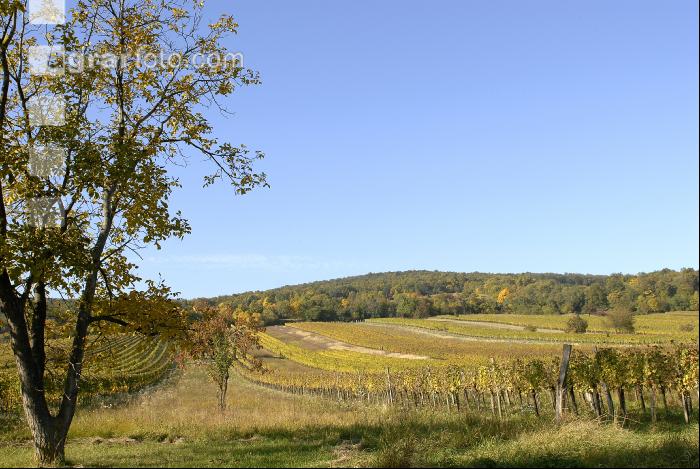 Weingarten Herbst 23