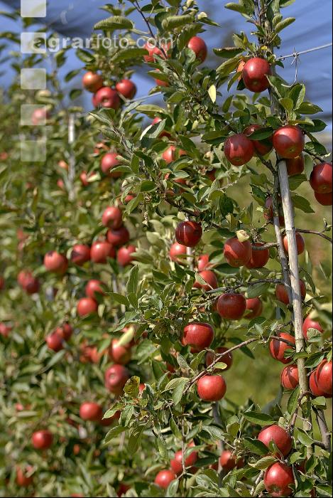 Braeburn Apfel 5