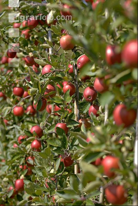 Braeburn Apfel 7