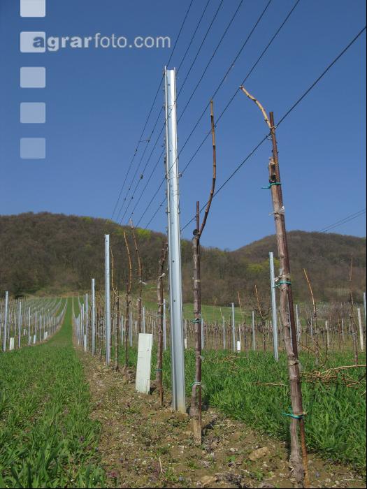 Wein Junganlage 10