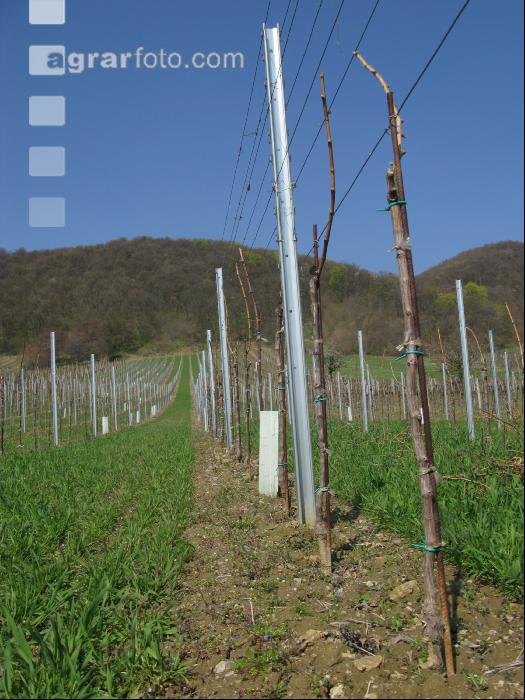 Wein Junganlage 12