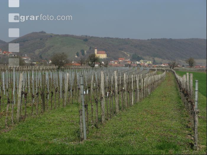 Wein vor Austrieb 3