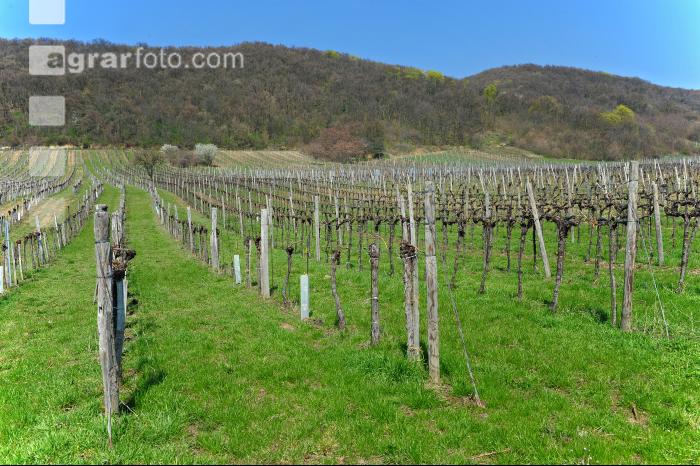 Wein vor Austrieb 5