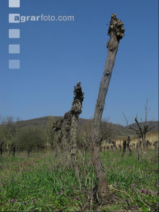 Wein vor Rodung 2